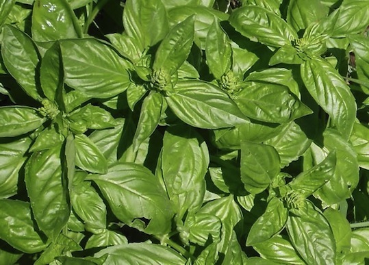 Albahaca